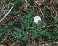 photo of sceptridium lunarioides